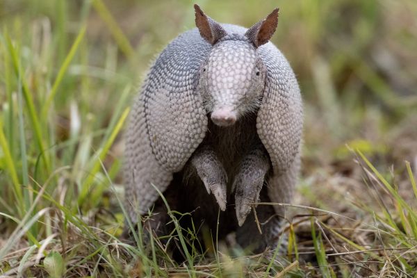 Armadillo Removal Service