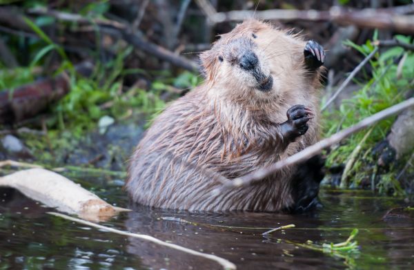 Beaver Removal Service