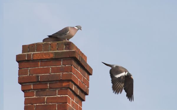 Chimney Animal Removal Service