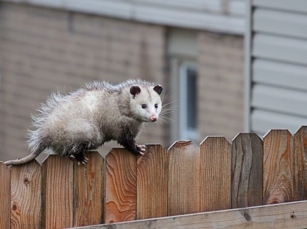 Critter Removal Service