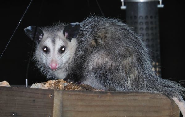 Opossum Removal Service
