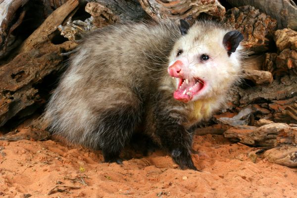 Possum Removal Service