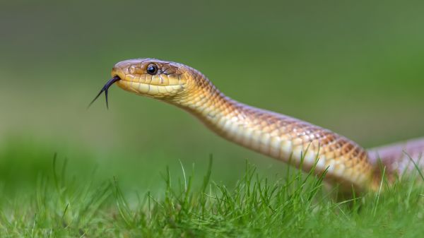 Snake Control Service