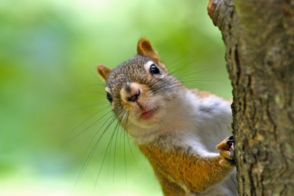 Squirrel Removal Service
