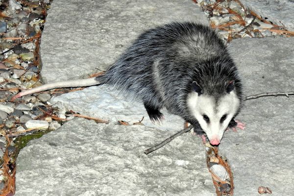 Varmint Removal Service