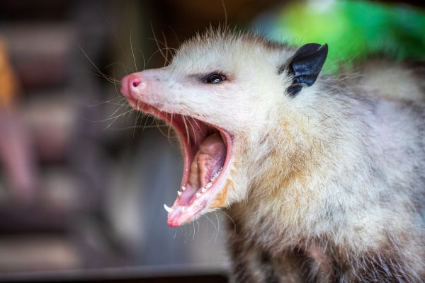 Possum Control Service