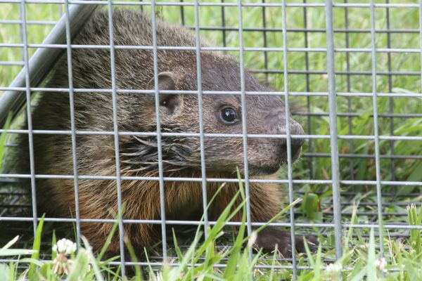Groundhog Extermination Service
