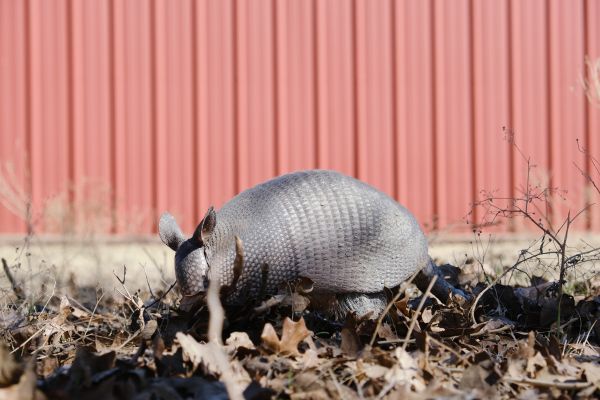 Armadillo Extermination