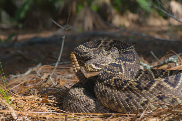 Rattlesnake Removal Service