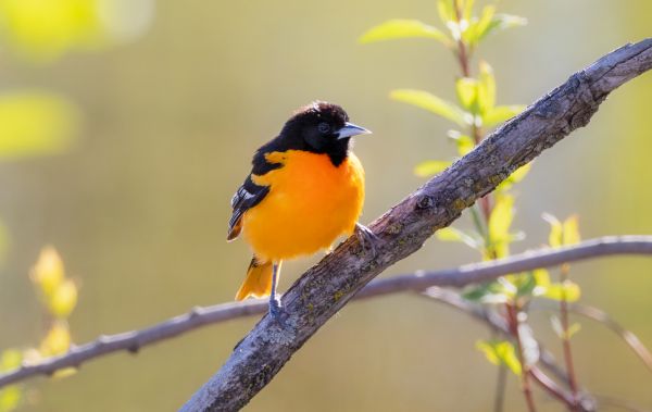 Bird Pest Control