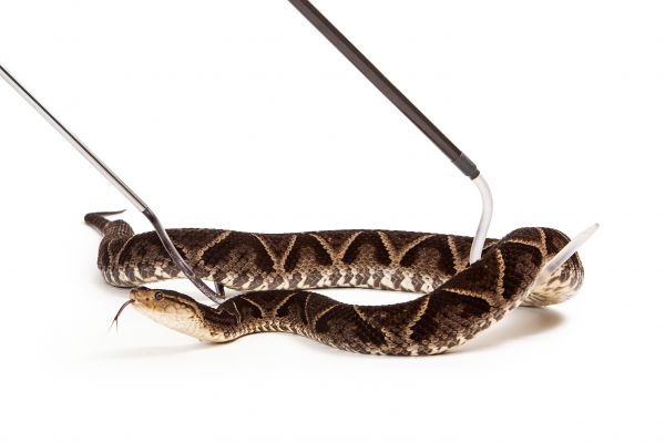 Reptile Removal Service