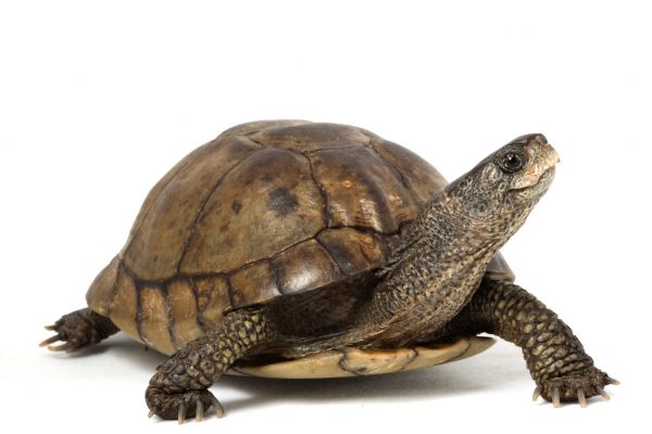 Turtle Removal Service