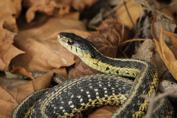 Garter Snake Removal Service