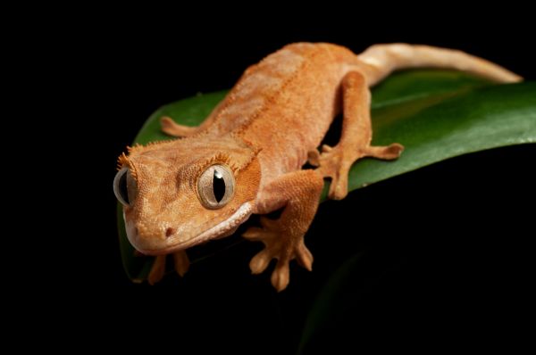 Gecko Removal Service