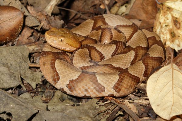 Copperhead Removal Service