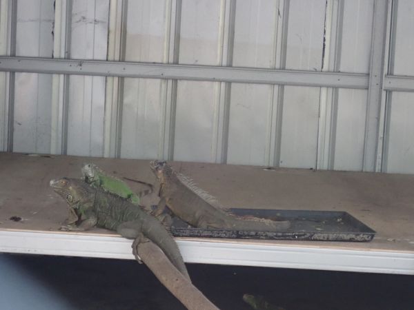 Iguana Removal Service