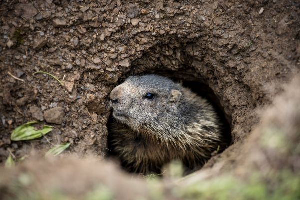 Woodchuck Removal Service
