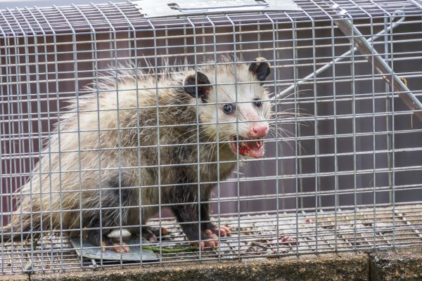 Opossum Relocation