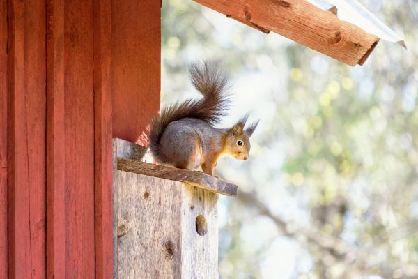 Chimney Squirrel Control