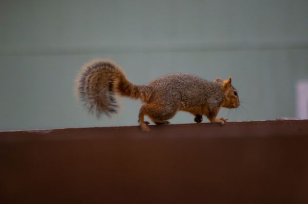 Squirrel Management