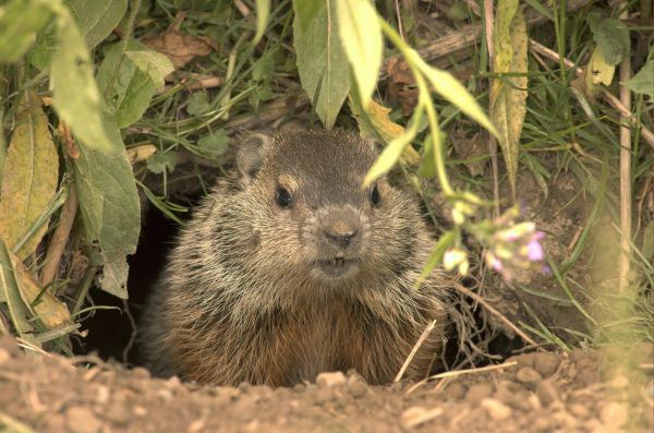 Woodchuck Elimination