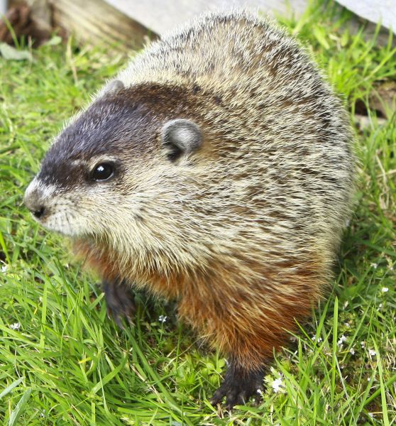 Woodchuck Trapping