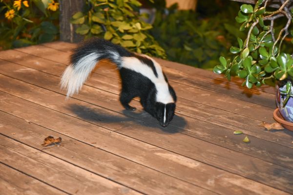 Skunk Extermination Service