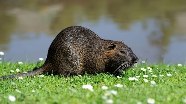 Muskrat Pest Control