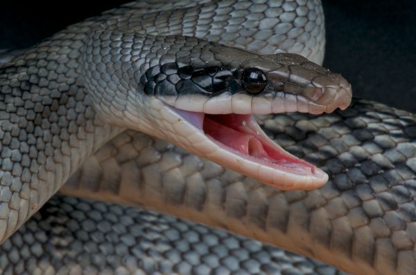 Rat Snake Extermination Service