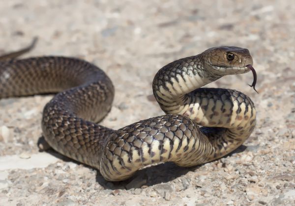 Venomous Snake Removal Service