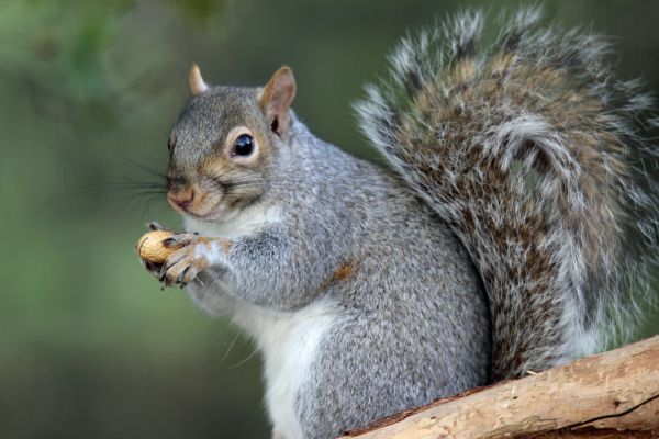 Squirrel Control Service