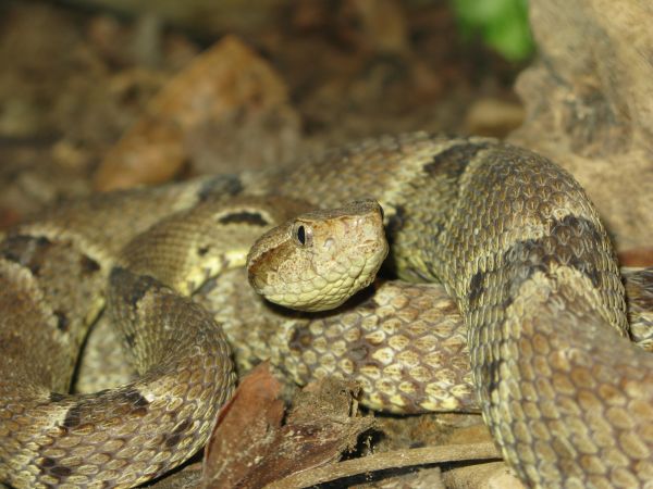 Poisonous Snake Removal Service
