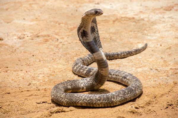 King Snake Removal Service