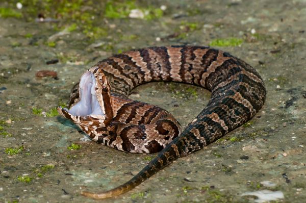 Cottonmouth Removal Service