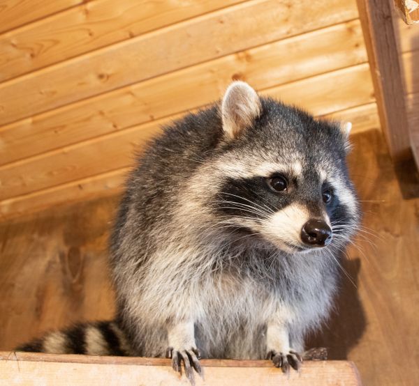Attic Racoon Removal Service