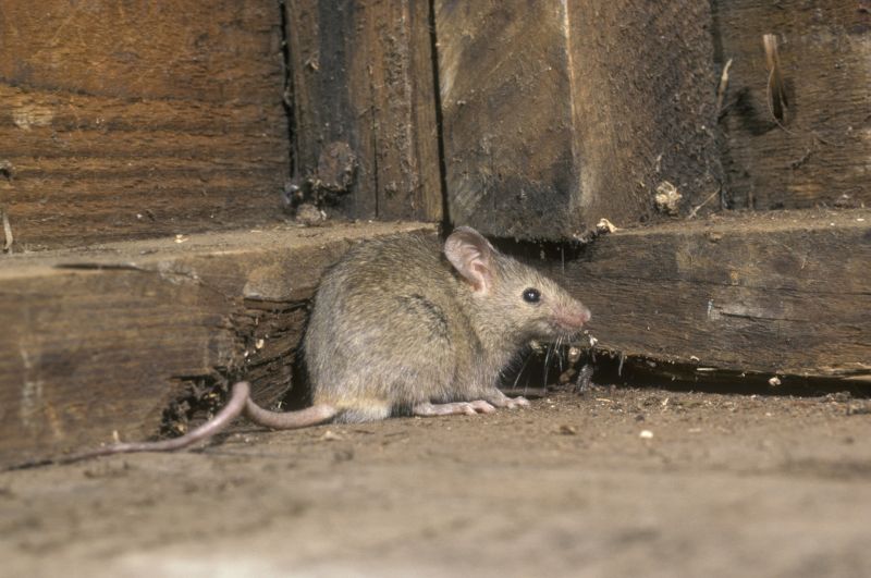 Signs Your Commercial Property Has A Small Animal Issue