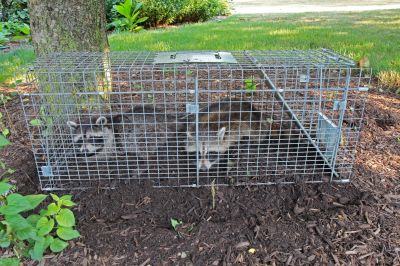 Why Humane Wildlife Removal Is Important For Property And Animal Safety