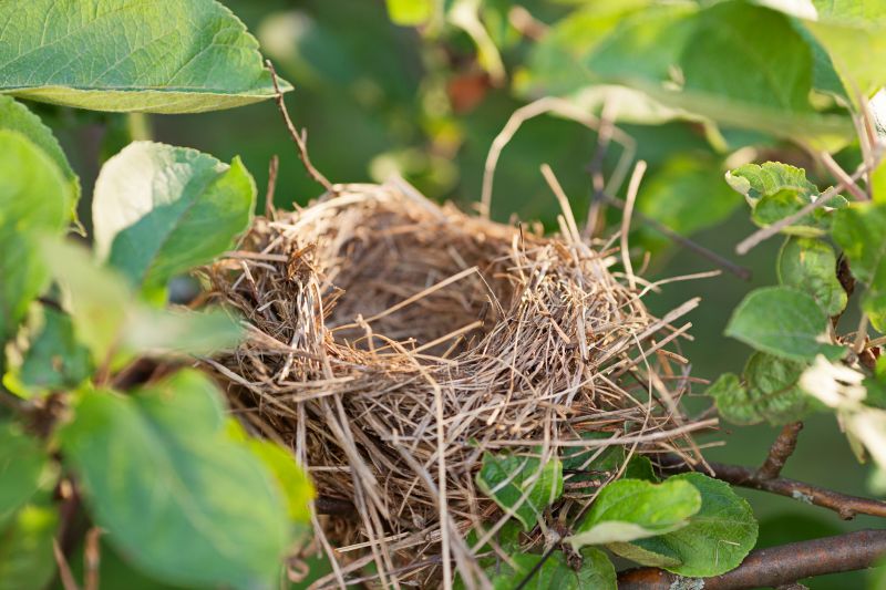 Bird Nests in Vents
